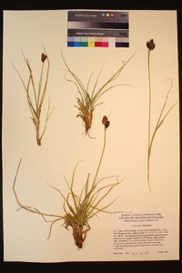 Carex helleri image